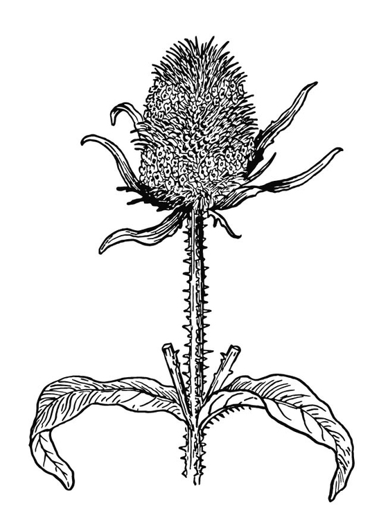 Download Coloring Page Thistle - free printable coloring pages - Img 15717