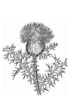 Coloring page thistle