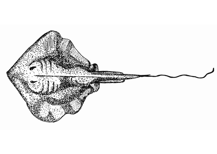 Coloring page thornback ray