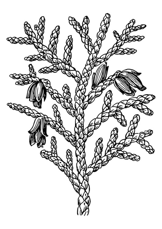 Coloring page thuja