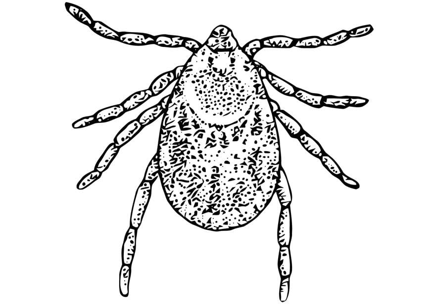 Coloring page tick