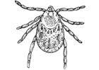 Coloring page tick