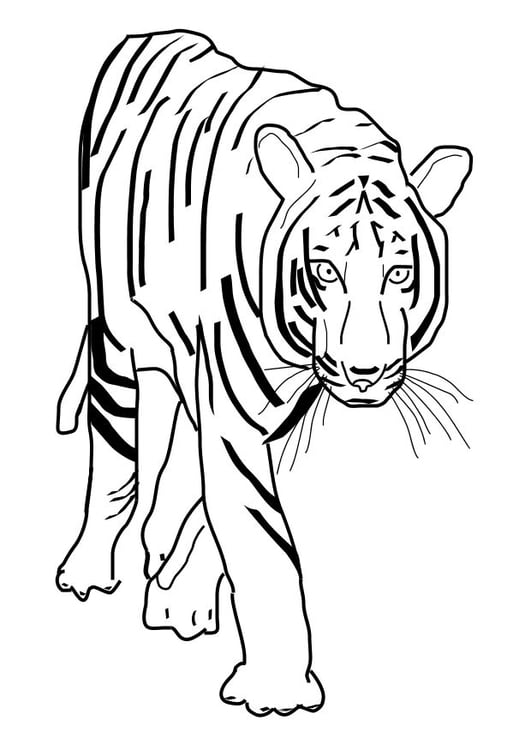 Coloring page tiger