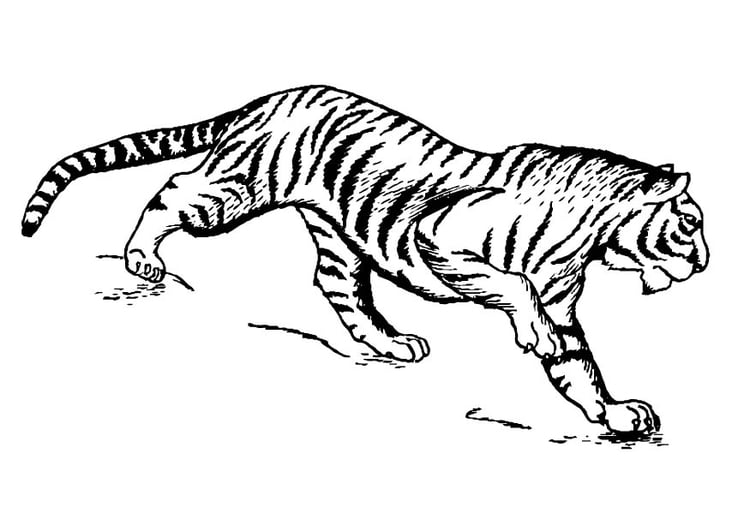 Coloring page tiger