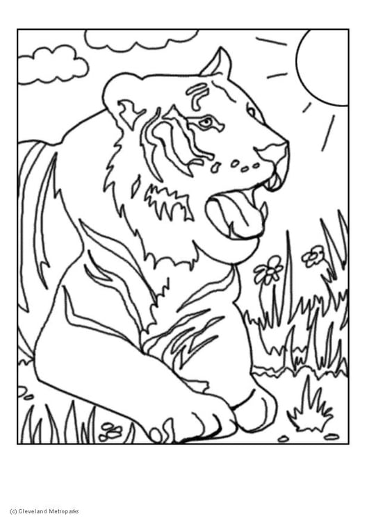 Coloring page tiger