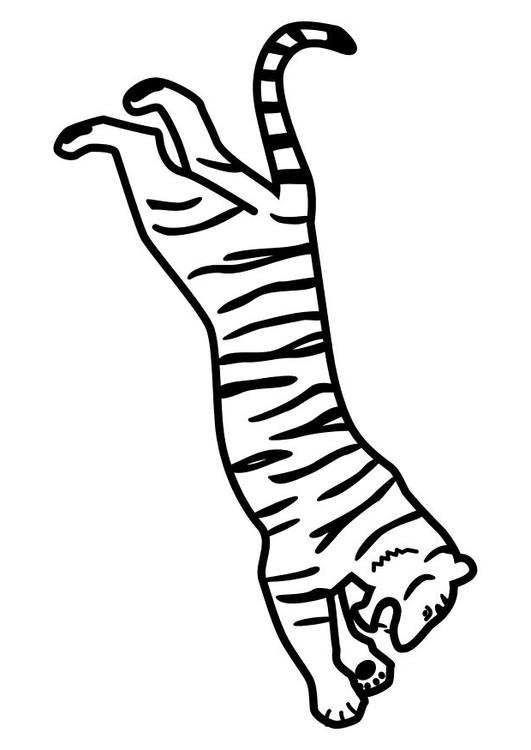 tiger jumping