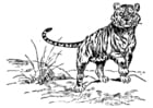 Coloring pages Tiger