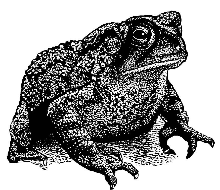 Coloring page toad