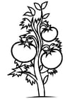 Coloring pages tomato plant