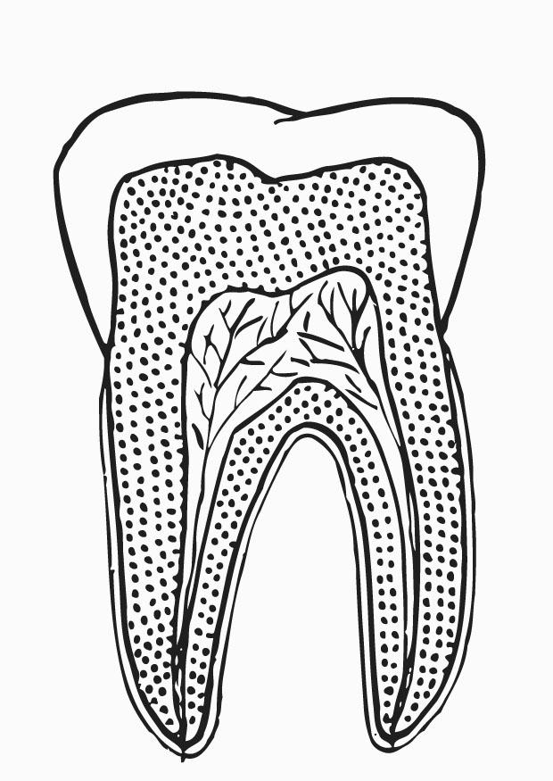 coloring page tooth section  free printable coloring