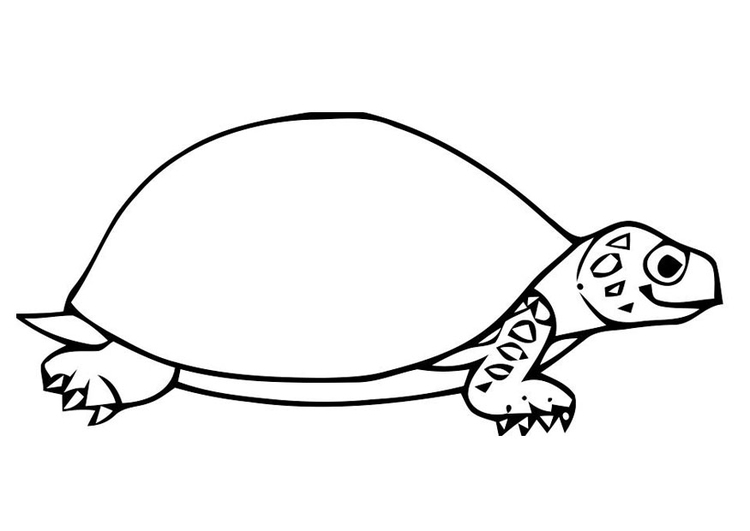 Coloring page tortoise