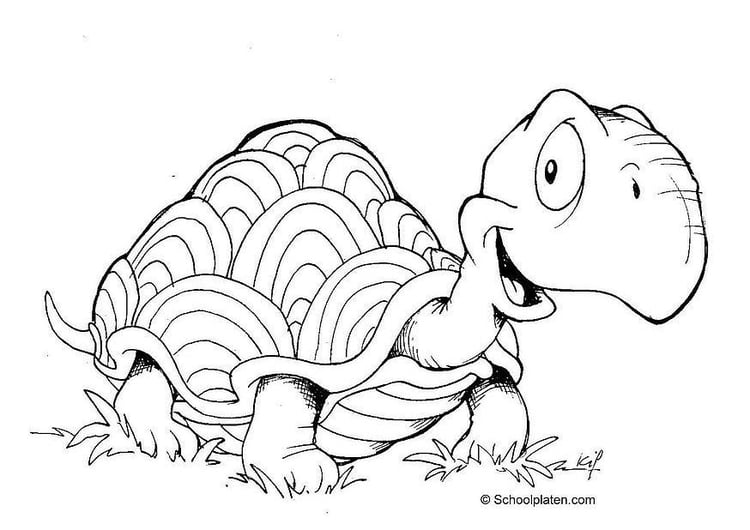 Coloring page tortoise