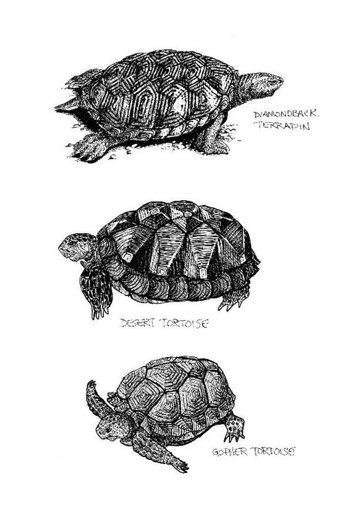 Coloring page tortoise