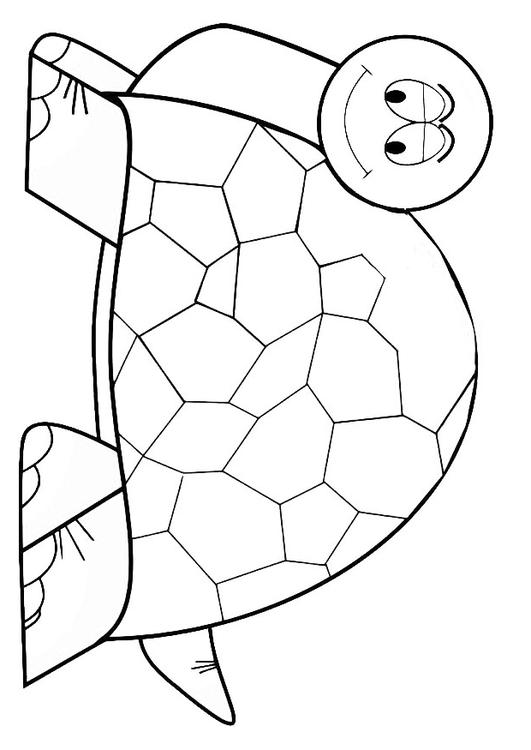 tortoise