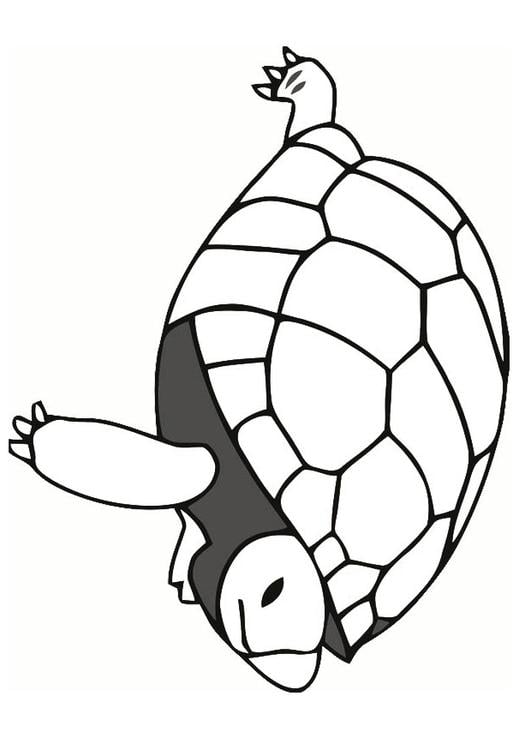 tortoise