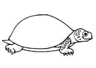 Coloring page tortoise