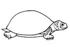 Coloring pages tortoise