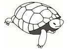 Coloring pages tortoise