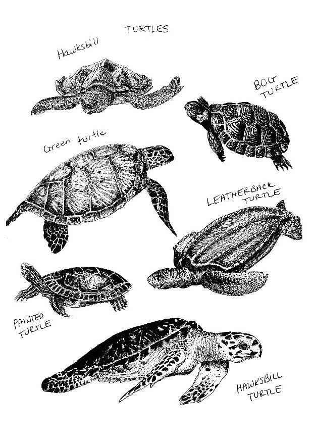 Coloring page tortoises