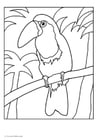 Coloring page toucan