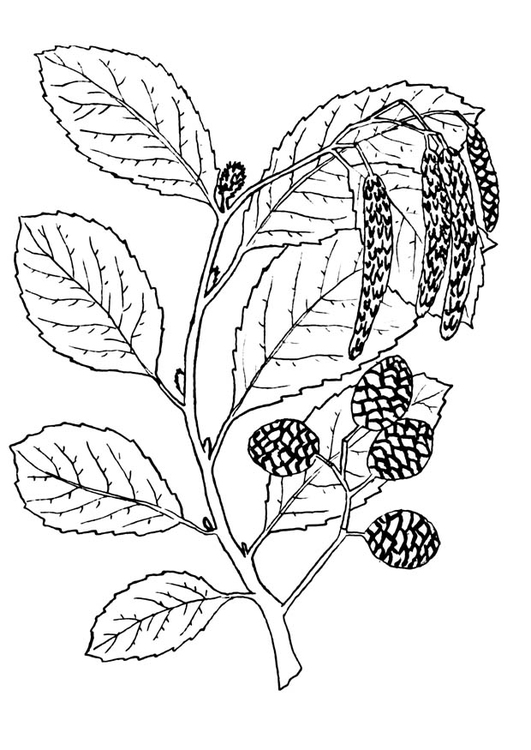 Coloring page tree - alder