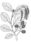 Coloring page tree - alder