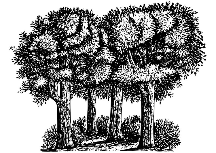 Coloring page Trees