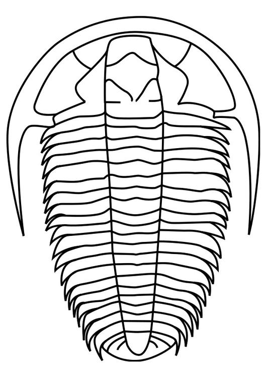 trilobite