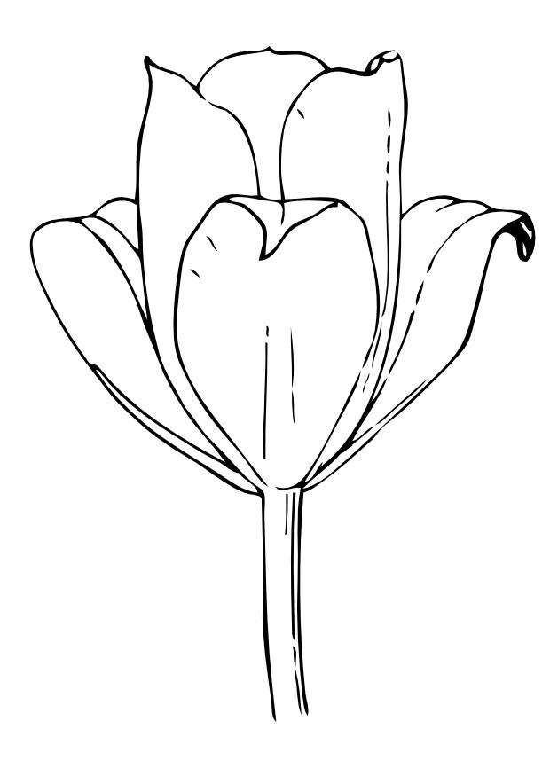 Coloring page tulip - img 11713.