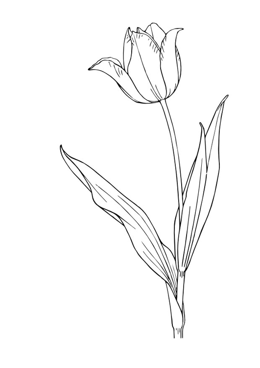 Coloring page tulip