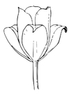 Coloring page tulip