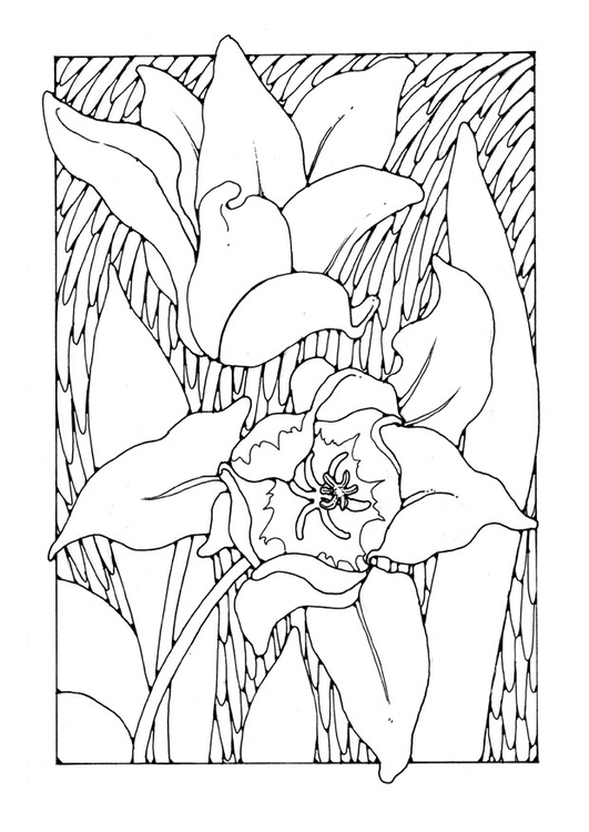 Coloring page tulips