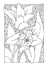 Coloring page tulips