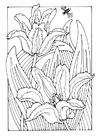 Coloring pages tulips