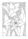 Coloring pages tulips