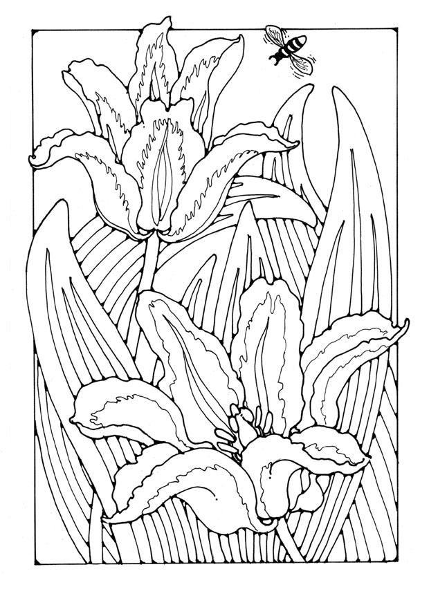 Coloring page tullips