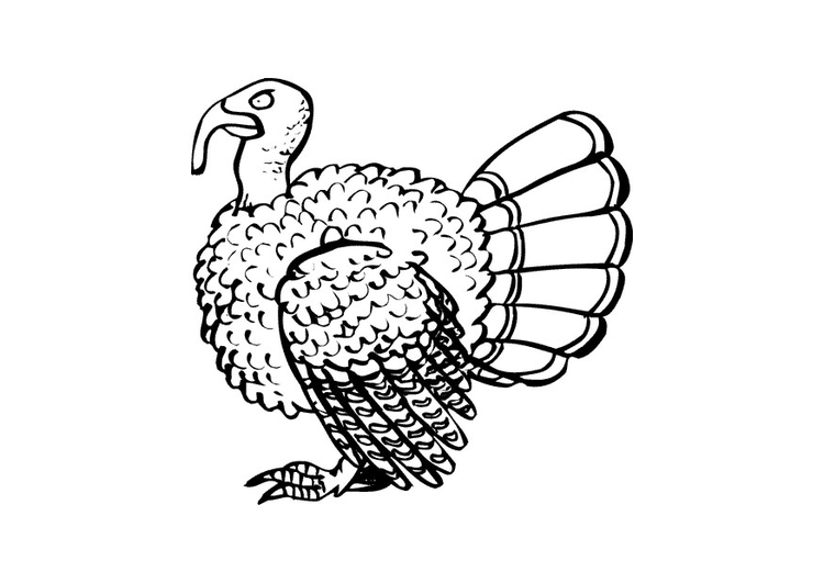 Coloring page turkey