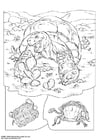 Coloring pages turtle