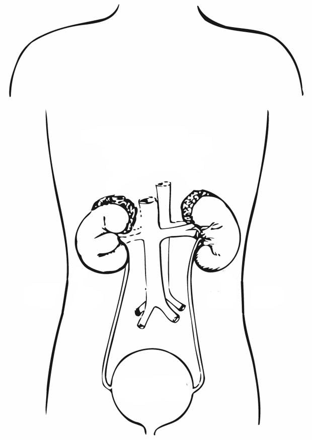 Coloring Page urinary system - free printable coloring pages - Img 12919