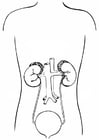 Coloring pages urinary system