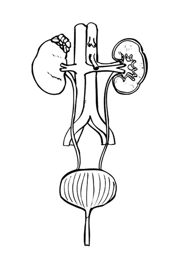 Coloring page urinary tract