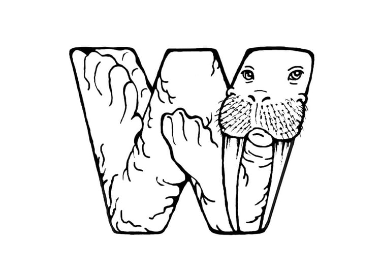 Coloring page w-walrus