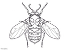 Coloring pages wasp