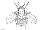 coloring-page wasp