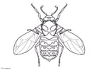 Coloring pages wasp