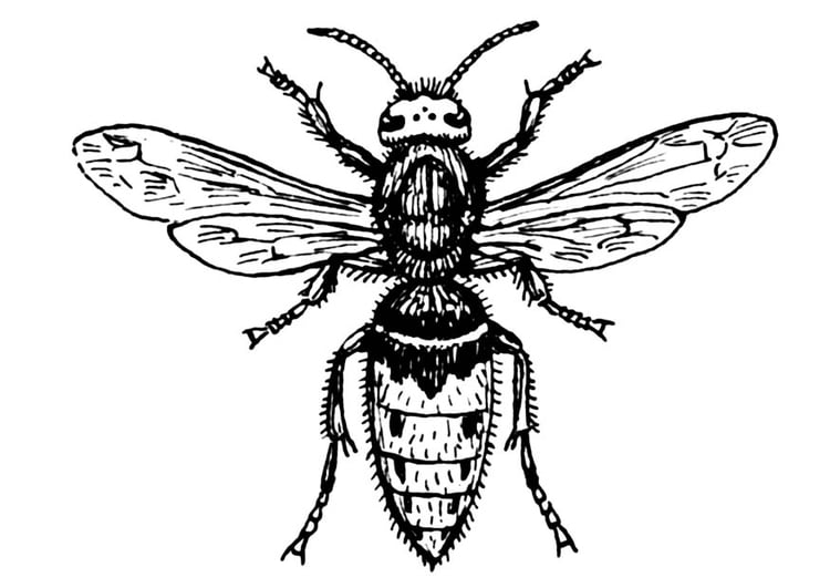 Coloring page wasp - warble fly