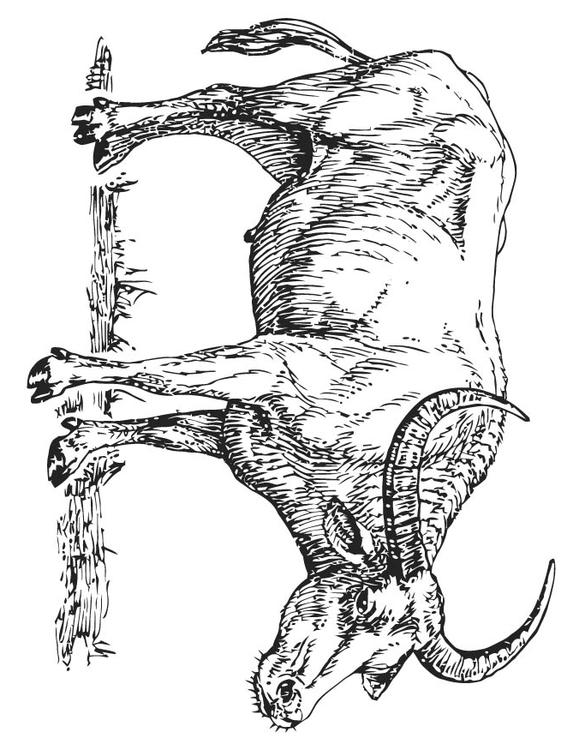 water buffalo