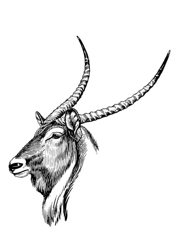 Coloring page waterbuck