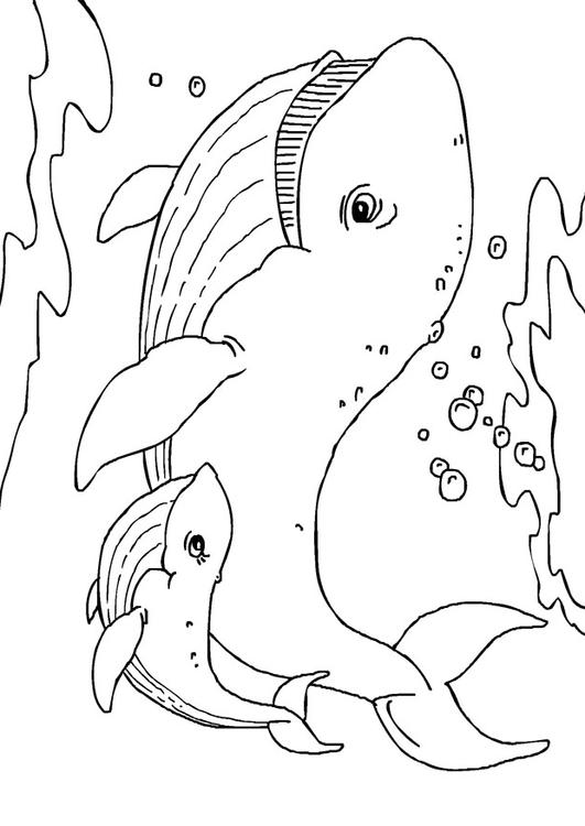 whales