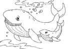 Coloring page whales